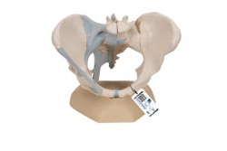 Model szkieletu miednicy żeńskiej z więzadłami, 3 części- 3B Smart Anatomy- 1000286 [H20/2]